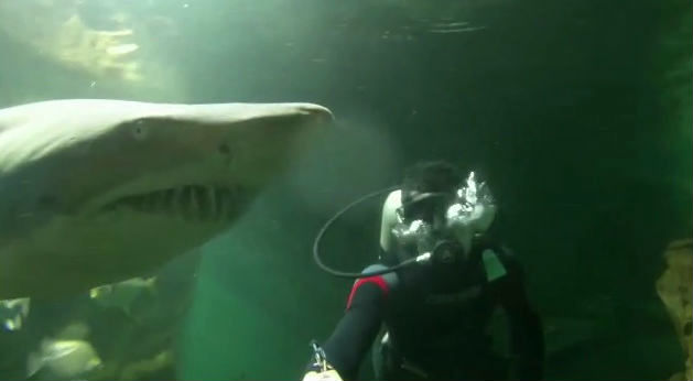 В Екатеринбург привезли акул, которые могут делать то, чего не умеют их сородичи. Видео