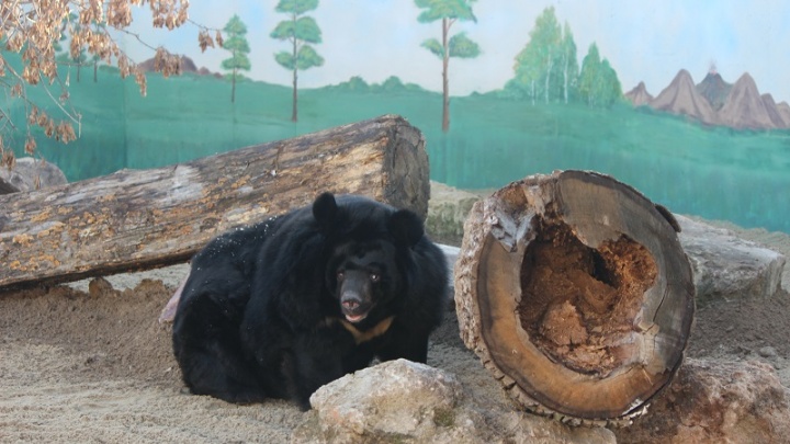 Одноглазая гималайская медведица из «Мишутки» обрела новый дом в зоопарке «Лимпопо»