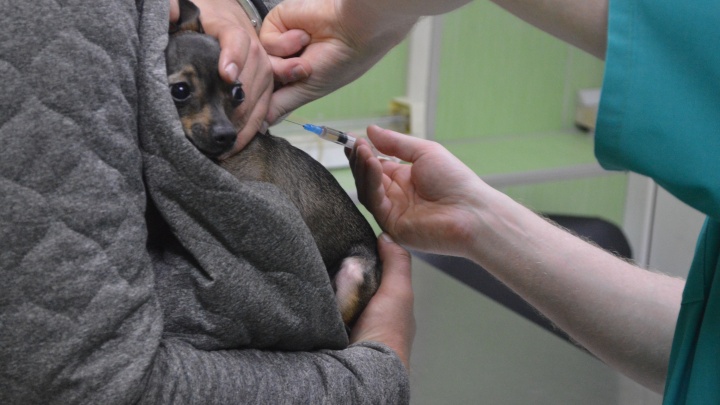 Пермские зоозащитники откроют сервис по перевозке бездомных больных животных