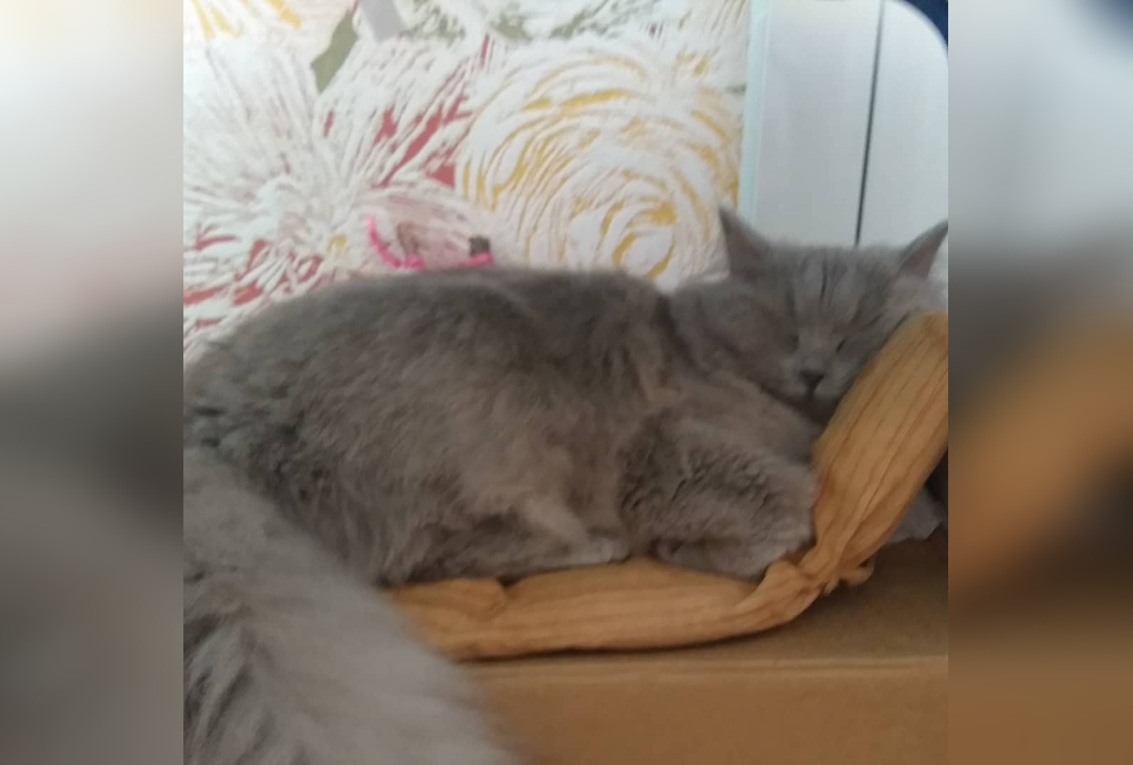 Кошка Пэрис Кошка Пэрис