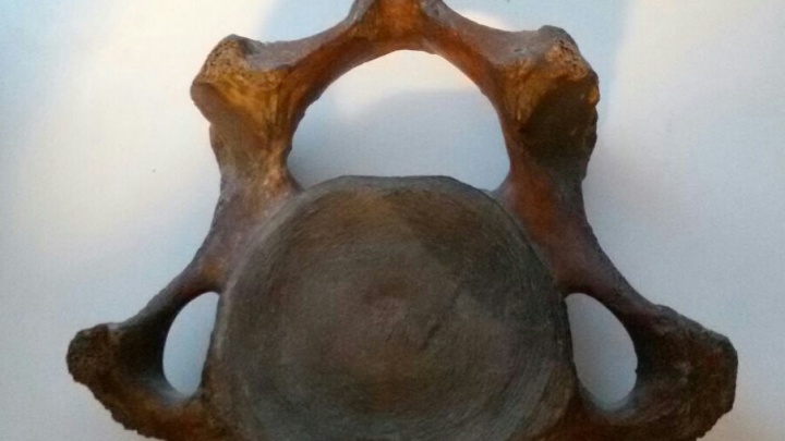 13-тысячелетний артефакт, улучшающий потенцию, появился в музее "Об Этом" (18+)