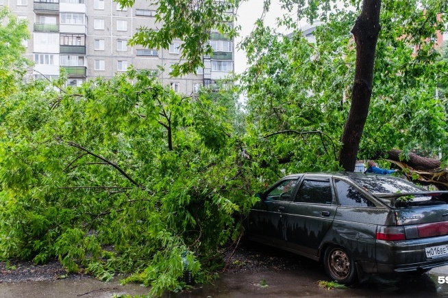 Под деревьями во время непогоды лучше не парковать машины Под деревьями во время непогоды лучше не парковать машины