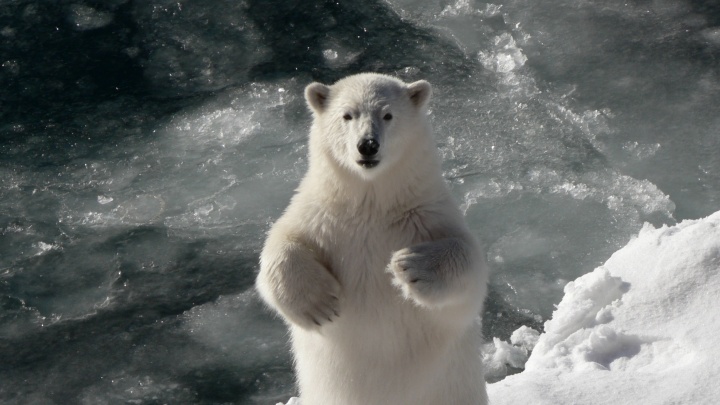 На Новой Земле ввели режим ЧС из-за нашествия белых медведей