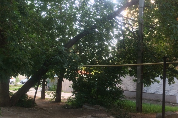 Дерево упало на Ново-Вокзальной Дерево упало на Ново-Вокзальной