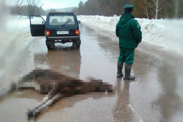 Такую картину застали приехавшие не место члены инициативной группы Такую картину застали приехавшие не место члены инициативной группы