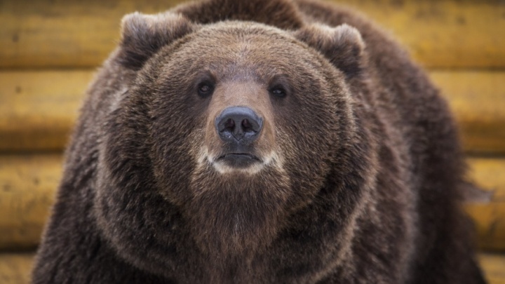 В Уфе появится самый большой в России зоопарк