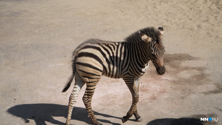 Малышу-зебрёнку из нижегородского зоопарка выбрали имя