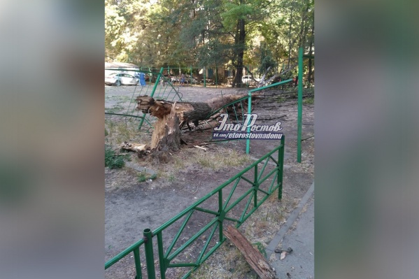 Жители считают, что дерево уже давно надо было убрать Жители считают, что дерево уже давно надо было убрать