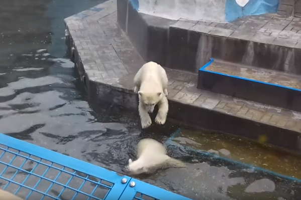 Двойняшки с удовольствием прыгают в холодную воду Двойняшки с удовольствием прыгают в холодную воду