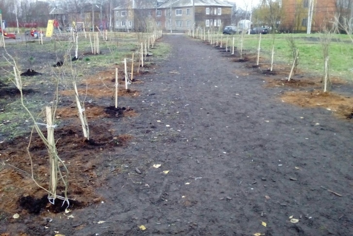 Кустарники покупали в плодопитомнике САФУ за счет городского бюджета Кустарники покупали в плодопитомнике САФУ за счет городского бюджета