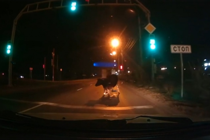 Корова выпала из фургона на проезжую часть Северного шоссе
