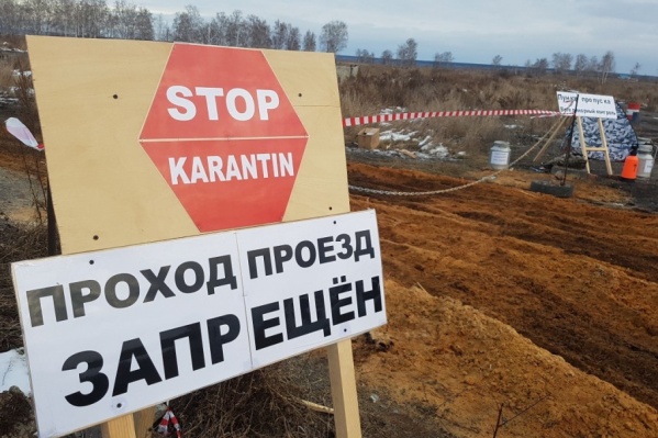 Карантин снят с одного из двух очагов АЧС в Зауралье Карантин снят с одного из двух очагов АЧС в Зауралье