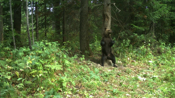 «Я на него наорал, и он убежал»: туристы сняли плещущегося в Енисее медведя