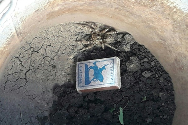 В длину паук со спичечный коробок В длину паук со спичечный коробок