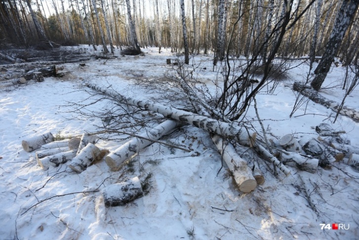 Власти заверили, что сносят только аварийные деревья