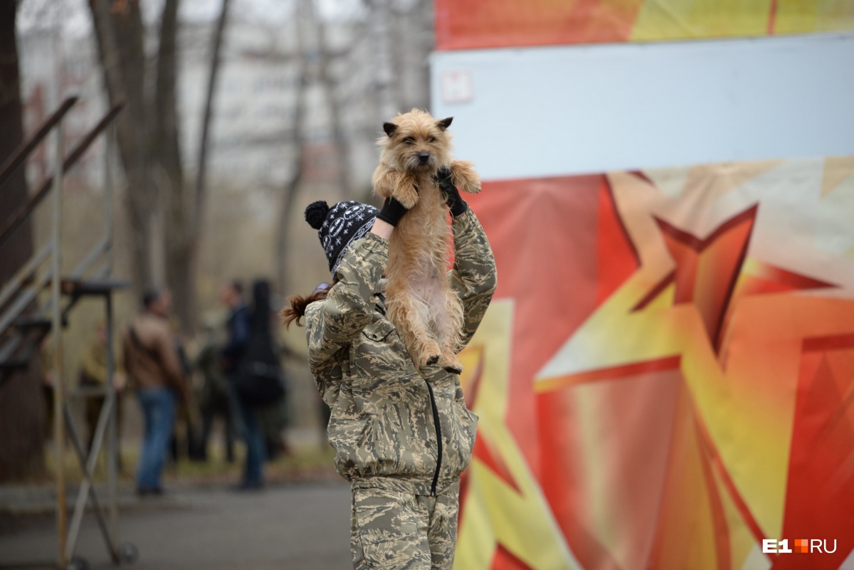 Рычание войны: в ЦПКиО боевые собаки <b>спасали</b> <b>раненых</b> и задерживали <b>врагов</b> -...