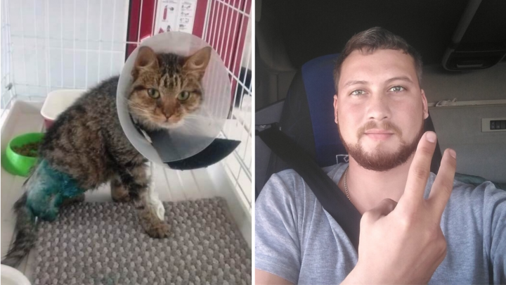 «Я начал его гладить — и он заплакал»: дальнобойщик 17 часов вез в Екатеринбург умирающего котенка