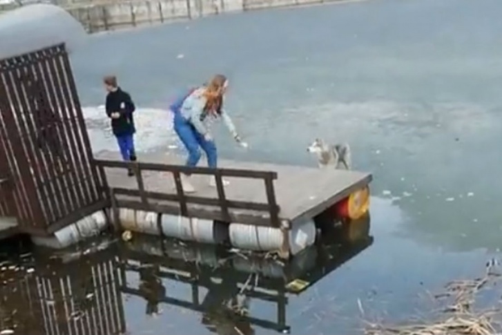 Собака бегала по тонкому льду Собака бегала по тонкому льду