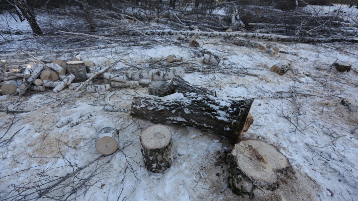 «Это как чума»: в челябинском парке приостановили вырубку деревьев в районе «тропы здоровья»