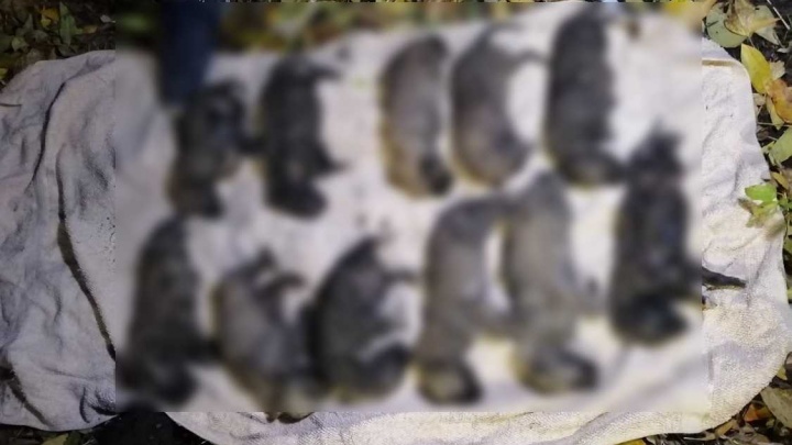 «Издевательства снимали на видео»: в Стерлитамаке школьников обвинилии в убийстве 11 щенков