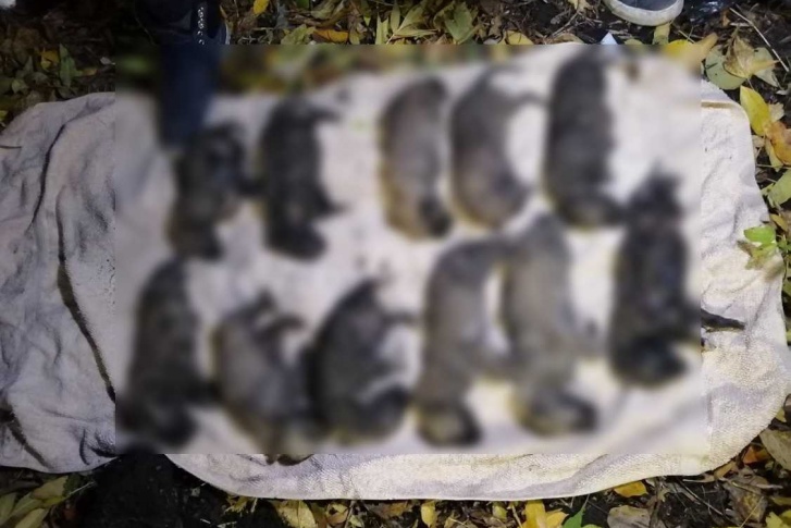 Погибших животных обнаружили волонтеры Погибших животных обнаружили волонтеры