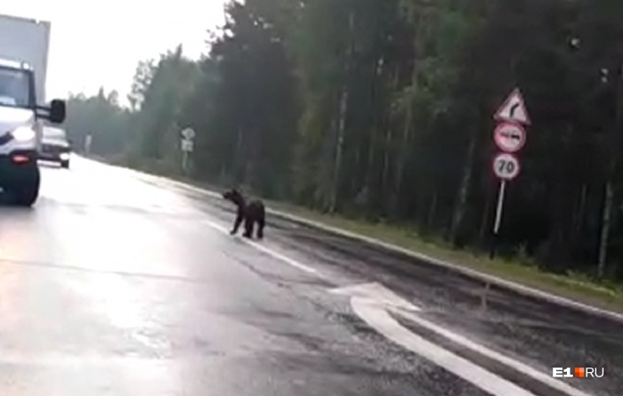Медвежонок гулял по дороге и совсем не боялся людей Медвежонок гулял по дороге и совсем не боялся людей