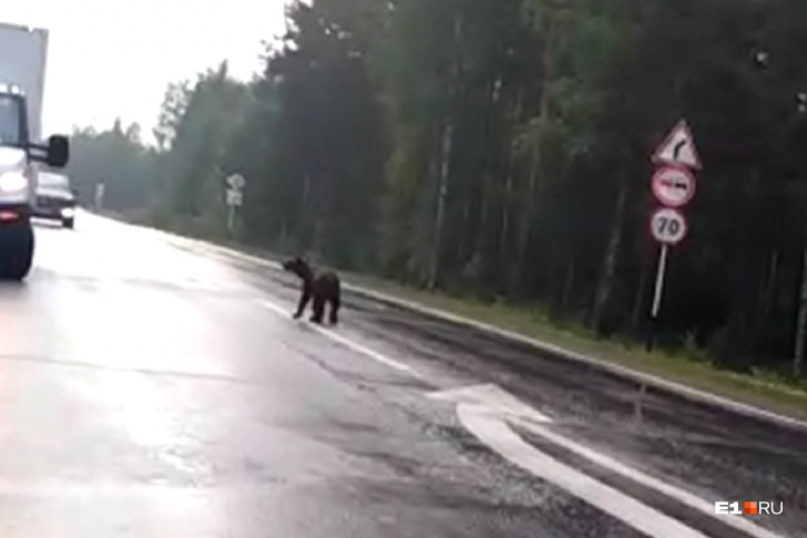 Медвежонок гулял по дороге и совсем не боялся людей Медвежонок гулял по дороге и совсем не боялся людей