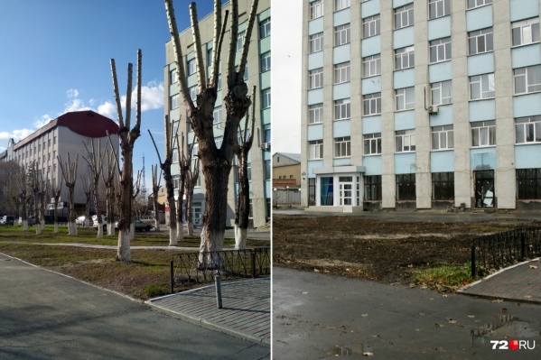 Тополей больше нет. Позже выяснилось, что их вырубили незаконно Тополей больше нет. Позже выяснилось, что их вырубили незаконно