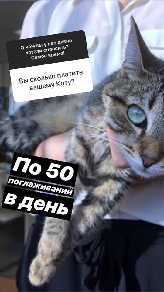 Откуда у вас кошка и когда будет лето? О чём читатели E1.RU спрашивали нас в новом сервисе Instagram