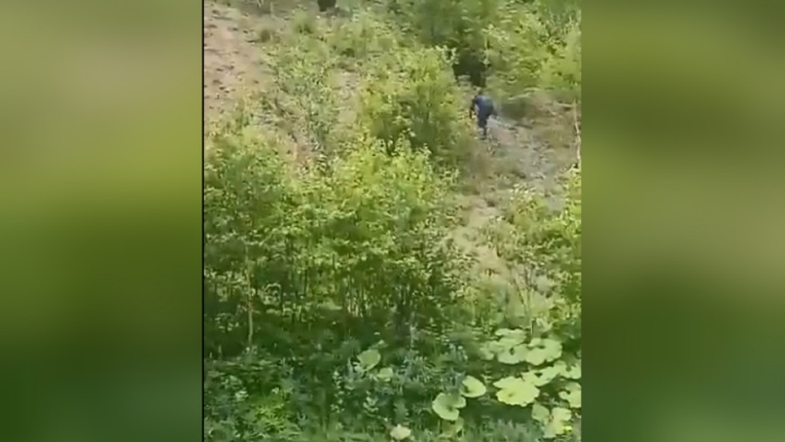Не пытайтесь повторить: отчаянный мужчина гонял медведей на трассе в Башкирии