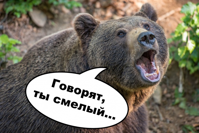 Мишка сам не рад встрече с людьми Мишка сам не рад встрече с людьми