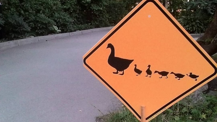 Уступите дорогу утятам: в зоопарке появился необычный дорожный знак
