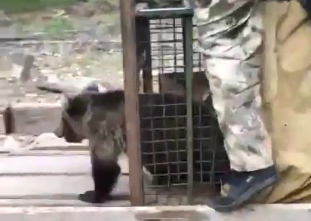 Момент, когда мишка снова обрёл свободу Момент, когда мишка снова обрёл свободу