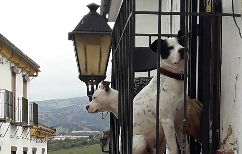 На крошечные аккуратные балкончики выходят погулять собаки. Тихо глядят на туристов и местных, снующих неспешно туда-сюда