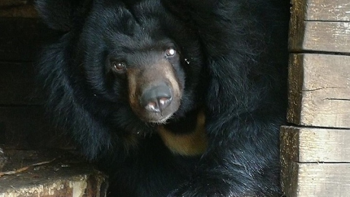 Одноглазая гималайская медведица из «Мишутки» переедет в зоопарк «Лимпопо»