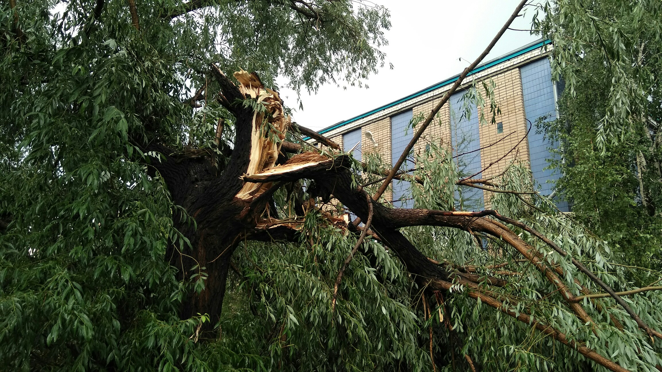 Дерево сильная буря. Поваленные деревья в городе. Сломанное дерево. Дерево сломанное ветром. Сломанное дерево от ветра.