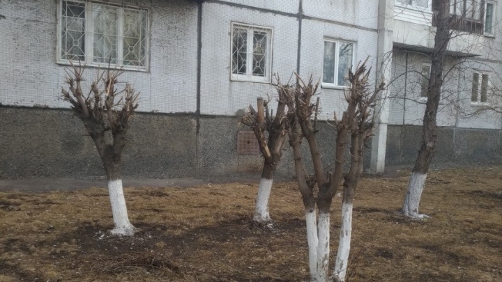 «Наголо обрили»: красноярцы недовольны обрезкой деревьев по городу