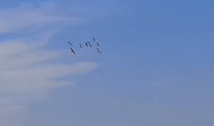 «Летают птицы, а сверху садятся самолёты»: волгоградцы встревожены за аэропорт после истории А321