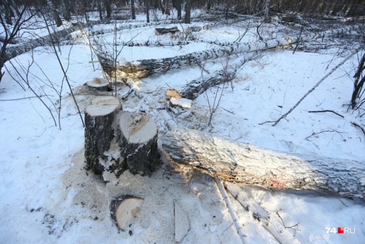 Сегодня в сквере на Захаренко деревья обследовали лесопатологи — эксперты по деревьям