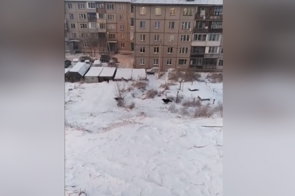 Собаки с громким лаем промчались вдоль гаражей Собаки с громким лаем промчались вдоль гаражей