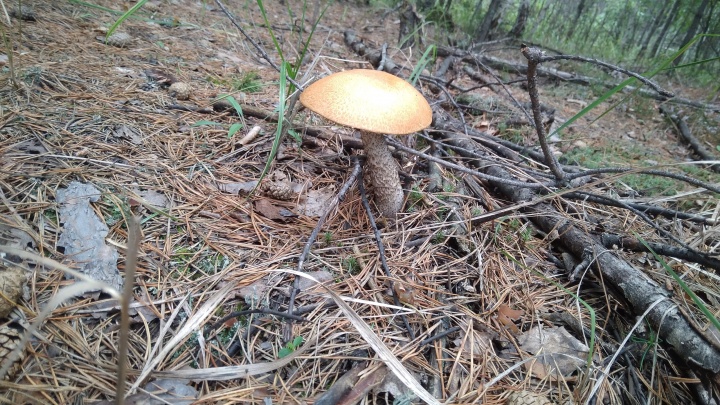 Места для грибалки: создатель сообщества любителей грибов рассказал, где в Кургане грузди и маслята