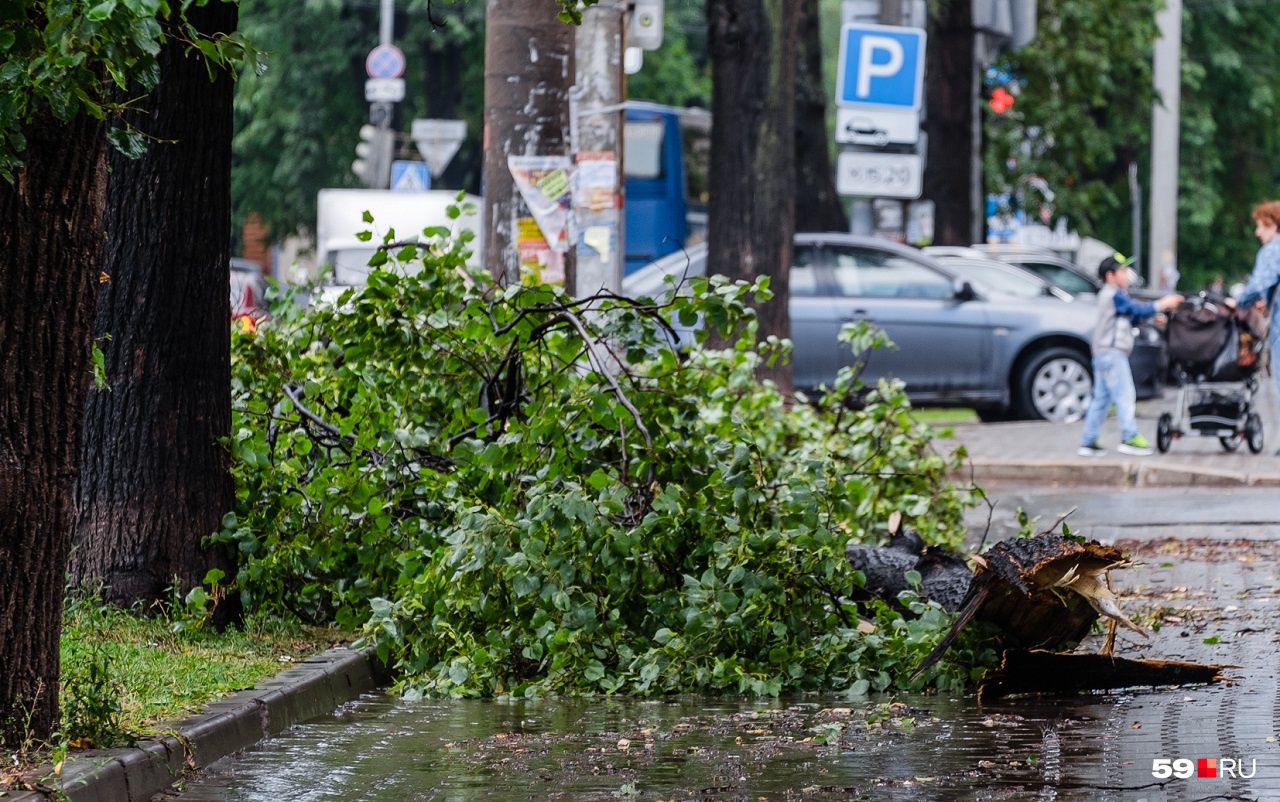 В последнее время в городе часто падают ветхие ветки на старых деревьях В последнее время в городе часто падают ветхие ветки на старых деревьях