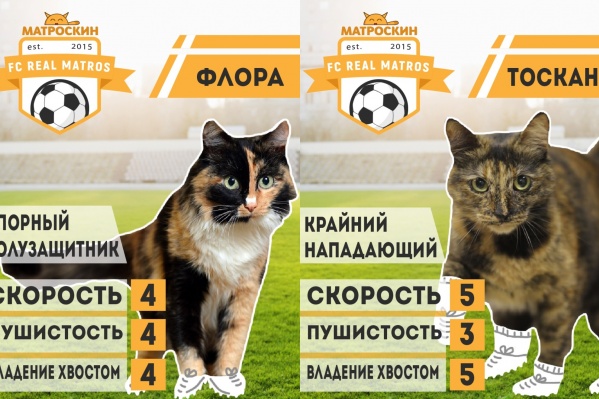 Флора и Тоскана мечтают играть на домашнем поле — ковре Флора и Тоскана мечтают играть на домашнем поле — ковре
