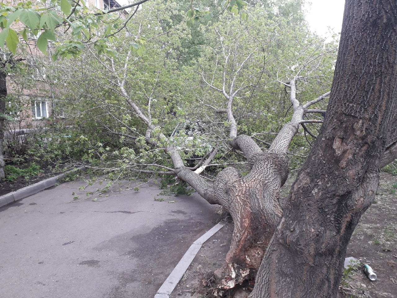 Ураган деревья