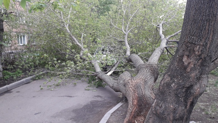 Деревопад: после ураганного ветра в разных районах Красноярска повалило деревья на машины и качели