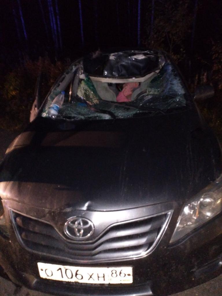 Лось выбежал на дорогу и попал под Toyota Лось выбежал на дорогу и попал под Toyota