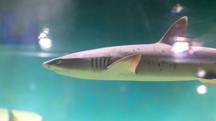 Заплыв в бассейне с акулами: знакомимся с обитателями самарского океанариума