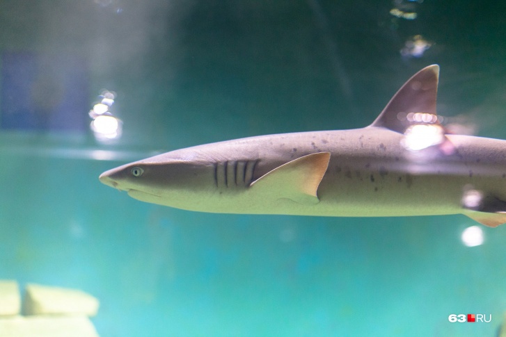 Несмотря на небольшие размеры, эти акулы способны укусить человека 