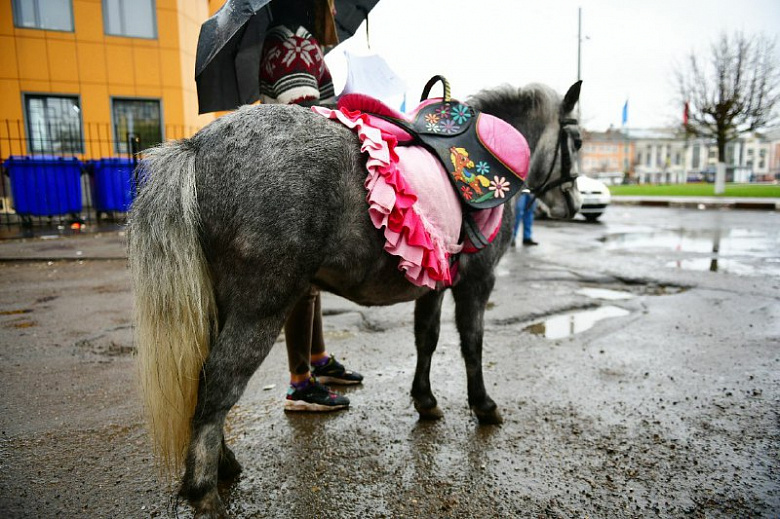 «Грызут лавки и ограждения»: ярославские чиновники обвинили лошадей в порче городского имущества