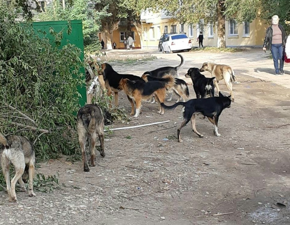 Фото бездомные собаки в городе